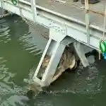 Liberato il lupo incastrato sotto un ponte a S.Giovanni Lupatoto